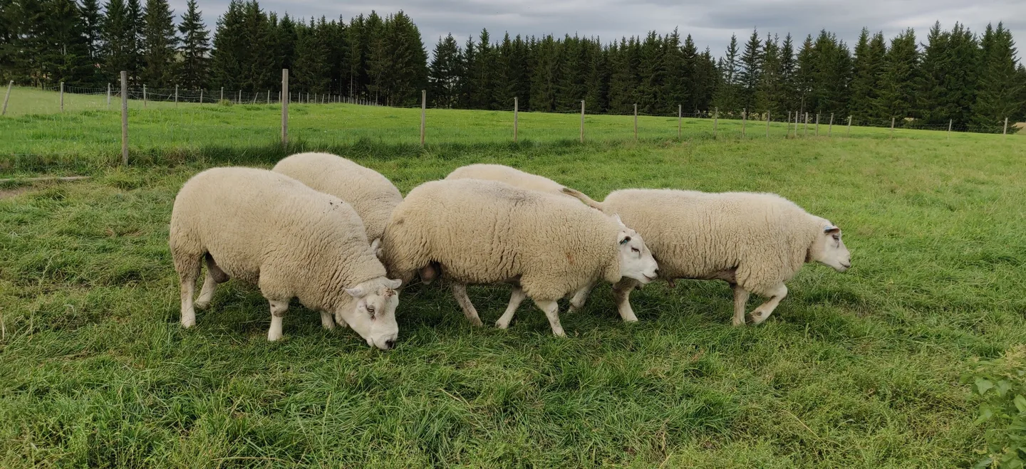 Texel passit laitumella nooras