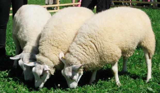 Kuva: Milla Alanco-Ollqvist