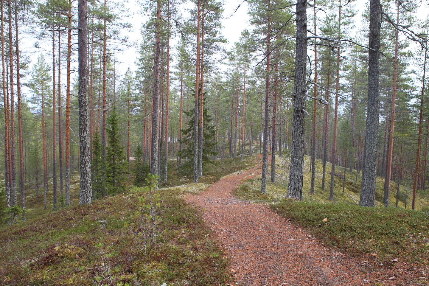 Tipasojan luontopolku 8