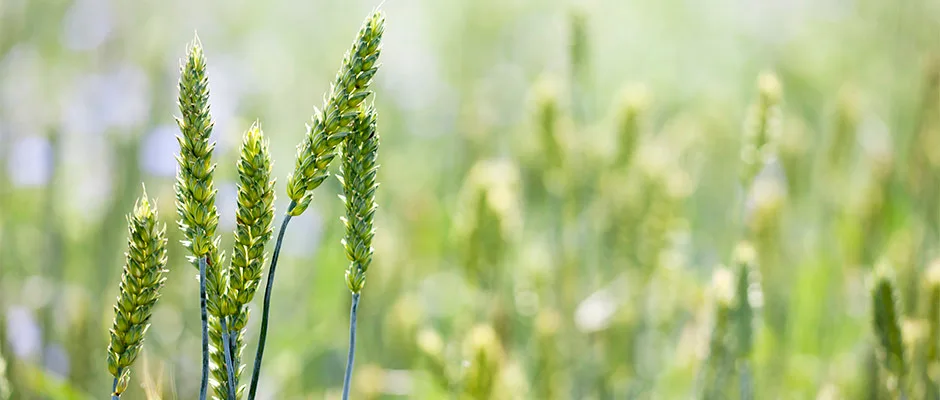 Tuottavaa luomua 940x400tapahtuma peilikuva rodeo