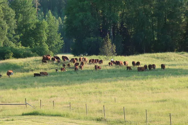 Tutkitttua tietoa luonnonlaitumilta