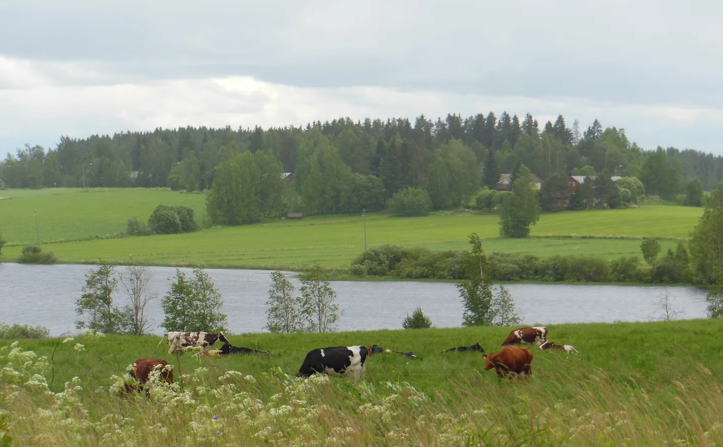Uhma tunnuskuva nettiin