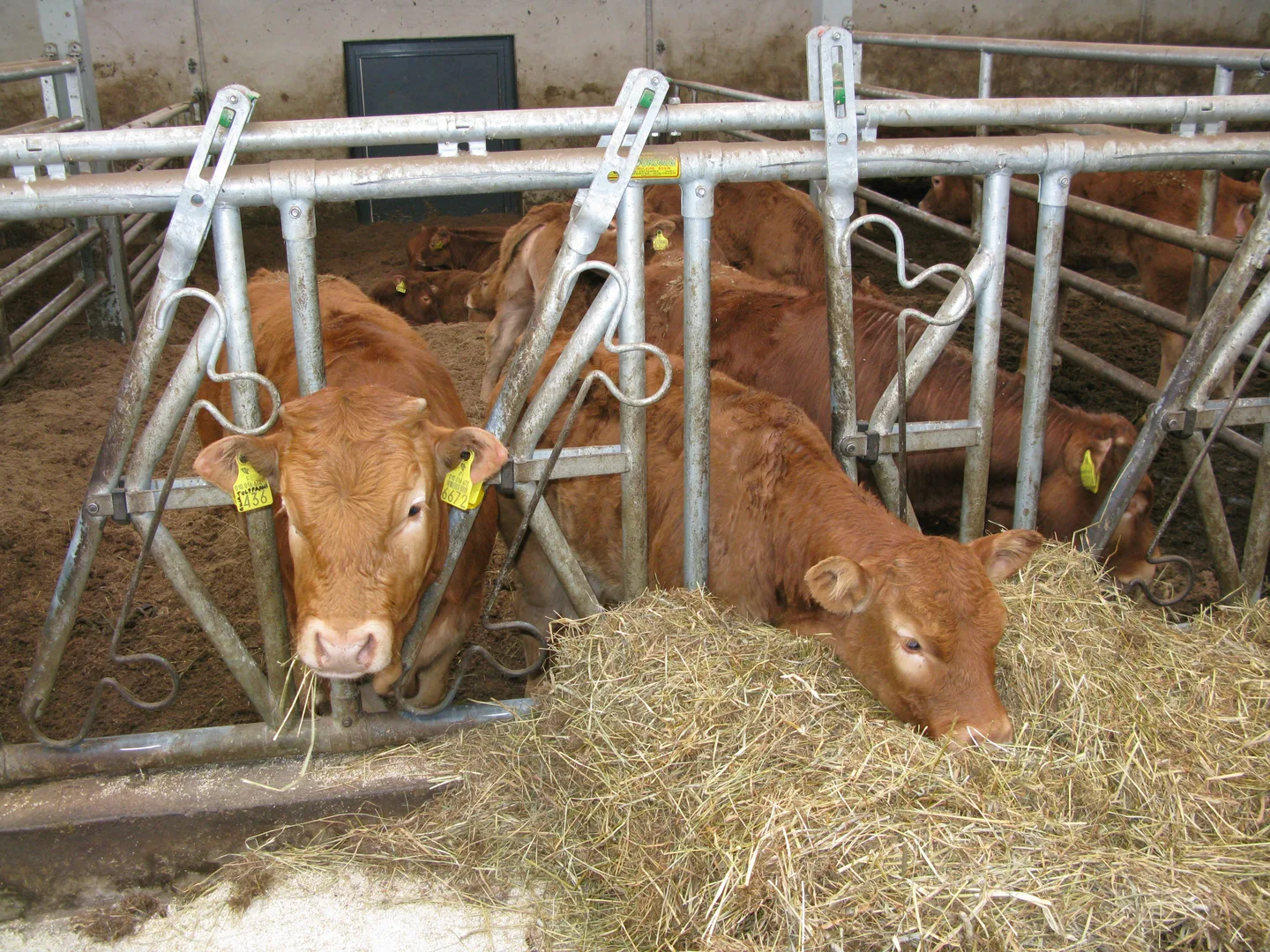 Urpulta ruokailu sisakuva