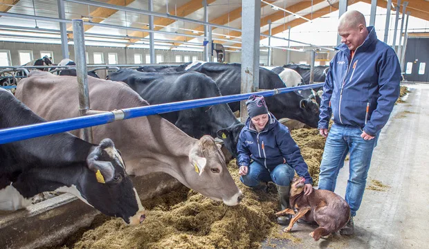 Ison karjan rehujen kilpailutus on Jenni ja Tero Uusitalolle yksi merkittävä keino hallita tilan maksuvalmiutta.