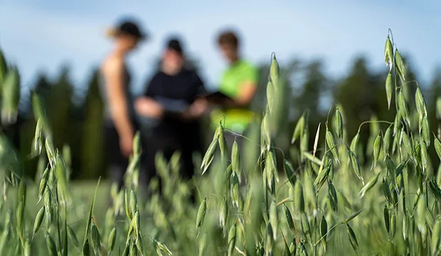 Muuttuvassa ilmastossa viljelyä ei kannata jättää yhden kortin varaan, vaan laajentaa kasvivalikoimaa, jakaa tuotantopanosten käyttöä eriin ja monipuolistaa muokkausmenetelmiä. Kuva: Kaisa Uusi-Kraapo