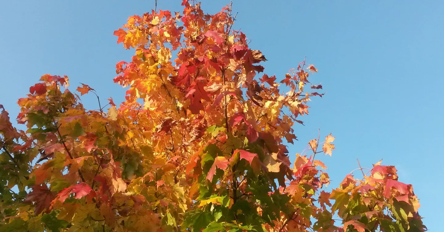 Vaahtera Mari Maenpaa