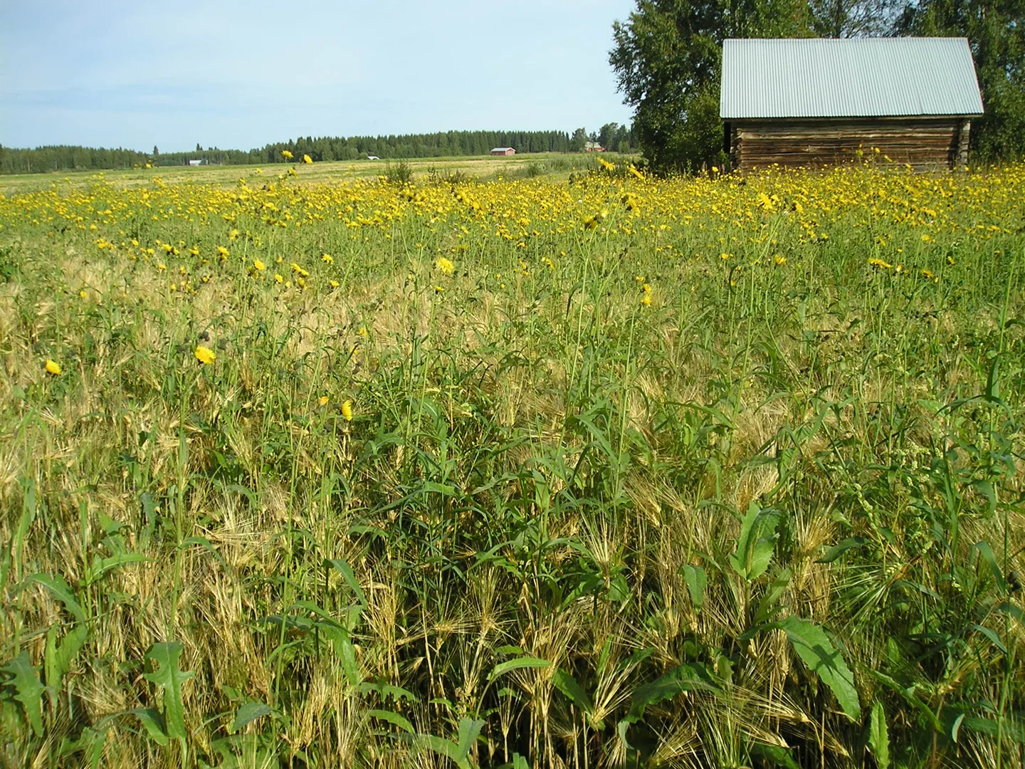 Valvattia tavanomaisesti viljelylla pellolla