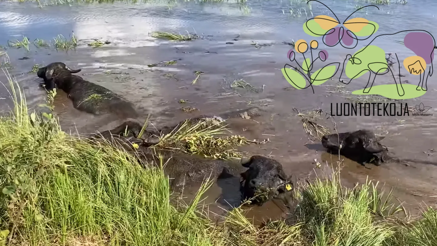 Vesipuhvelikuva logolla anniinalaurema