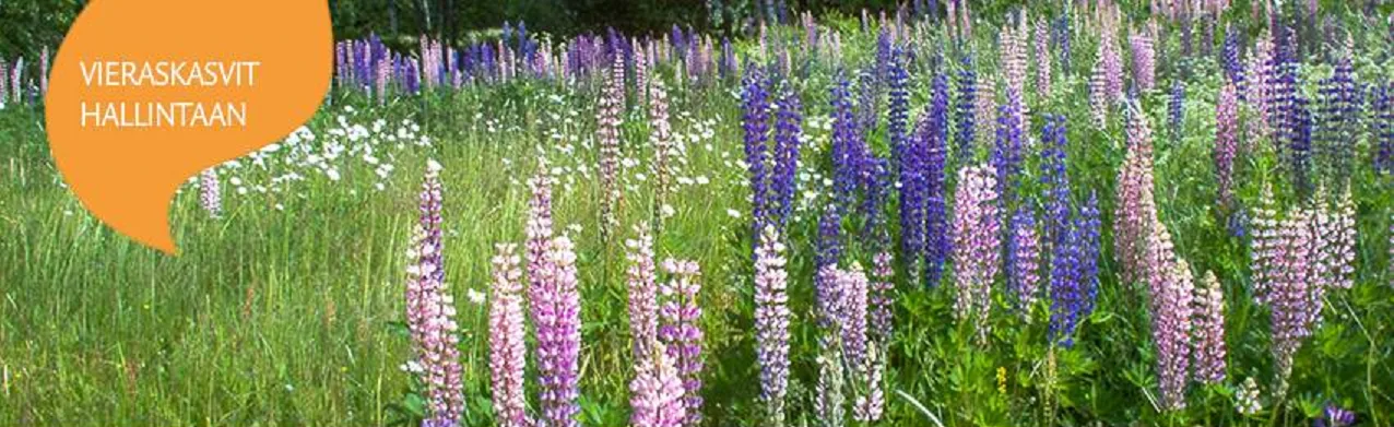 Vieraskasvit hallintaan suur