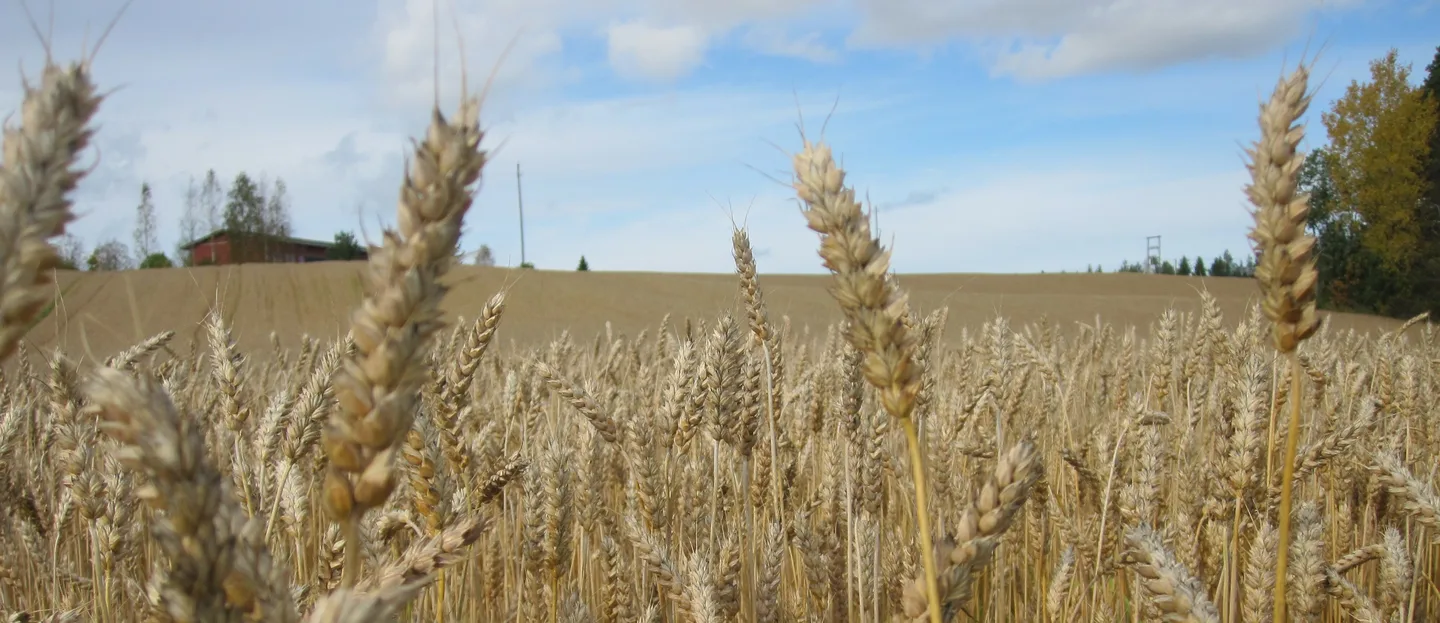 Viljapeltoleikattu 002