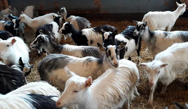 Vuohikuvakaijeartikkeli