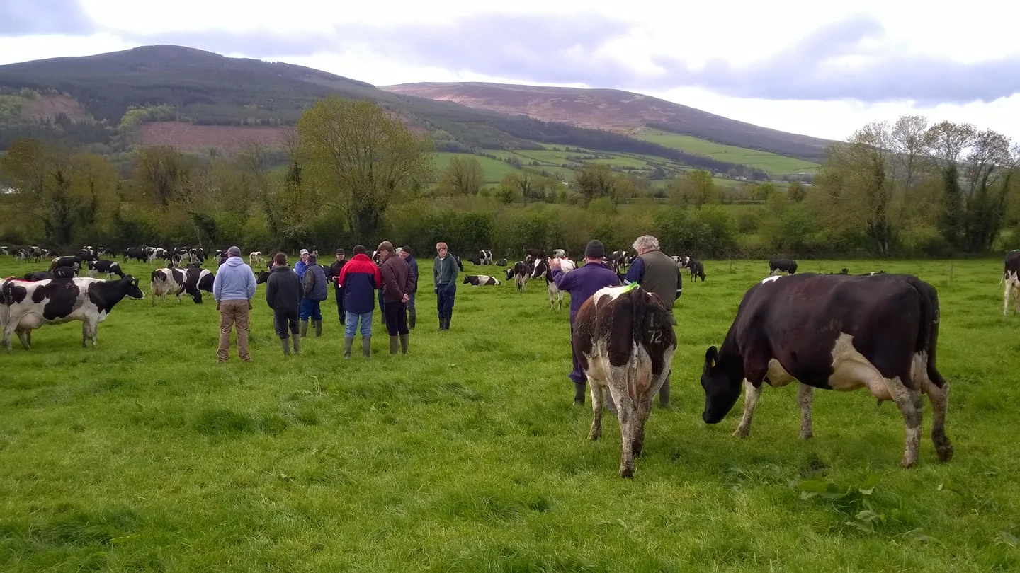 Irlantilaisessa nurmiryhmässä vaihdettiin kokemuksia isäntien ja lehmien kanssa