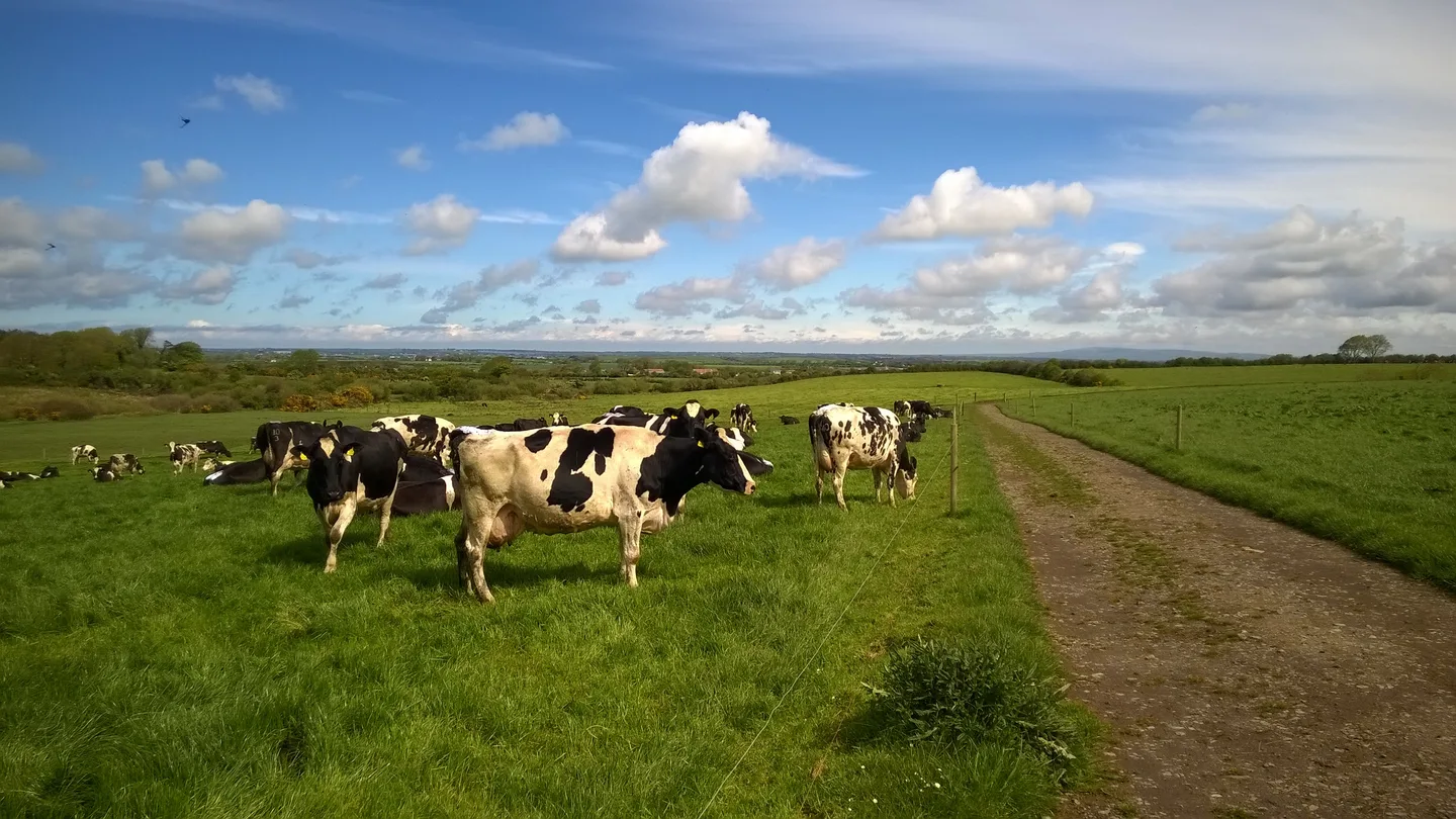 Isonkin karjan laiduntaminen sujuu, kun kulkureitit on kunnossa
