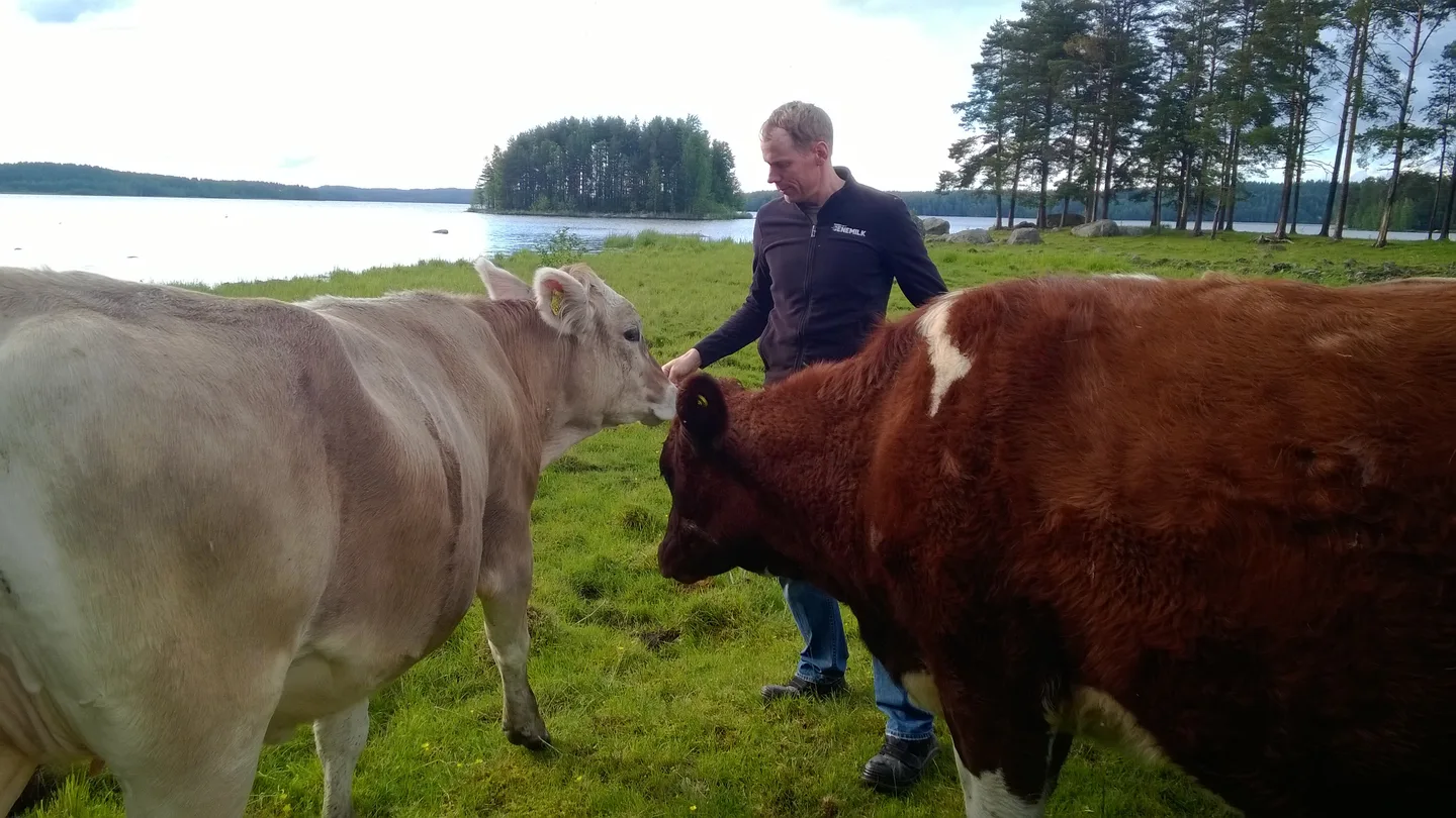 Jarkko Pirinen esitteli Kymijoen rantalaitumia ja lehmiensä tuttavallisia tapoja.