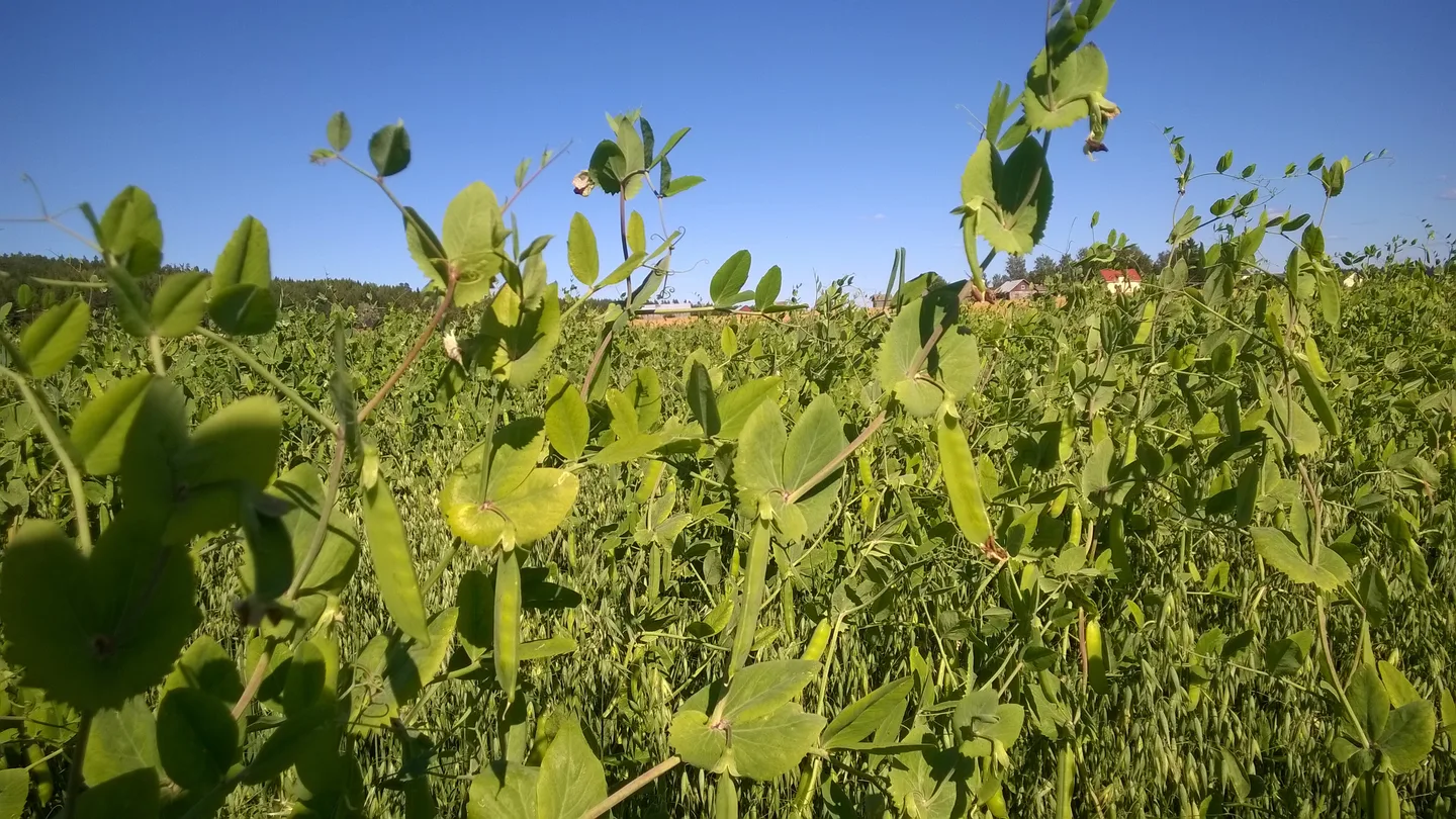 Vihantarehuherne on kesän ykkösnimi.