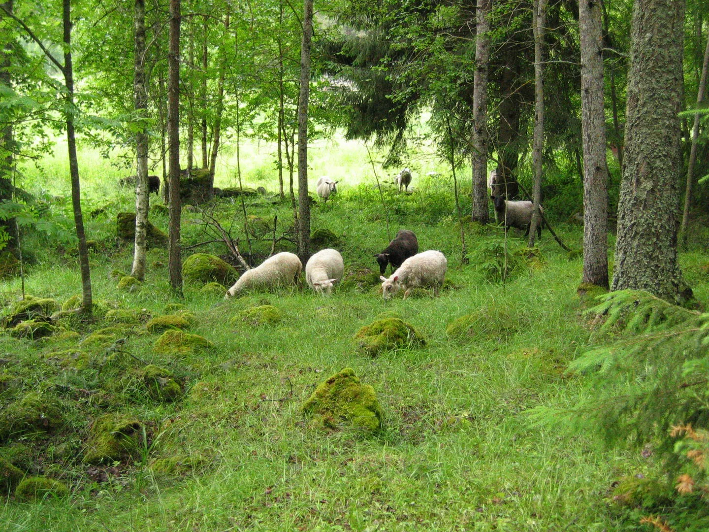 Y s28 kainalojuttu laidunpankki